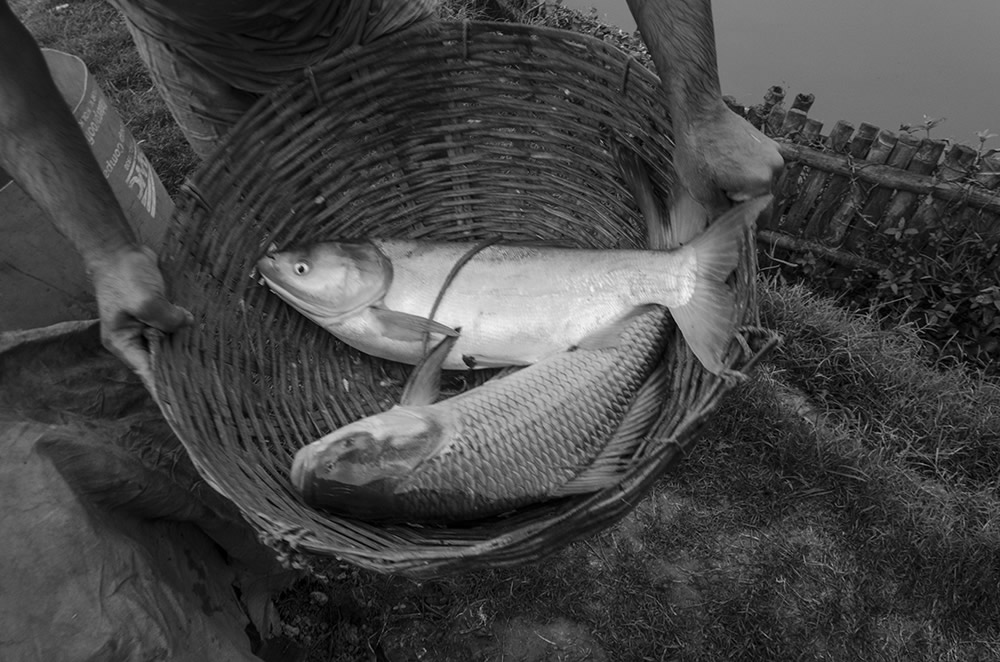 Fish Harvesting - Photo Series By Indian Photographer Ritesh Roy Chowdhury